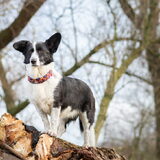 Foto van Bush dog