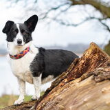 Foto van Bush dog