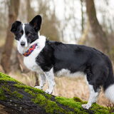 Foto van Bush dog