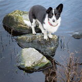 Foto van Bush dog