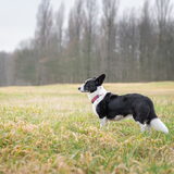 Foto van Bush dog