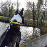 Foto van Hannah & Bink† en Beertje