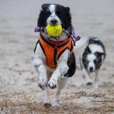Foto van Lisa; Bobbie, Bentley & Lilly