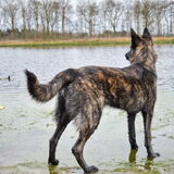 Foto van Dutchshepherdteam