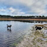 Foto van Dutchshepherdteam