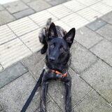 Foto van Dutchshepherdteam