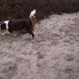 Foto van Bugs      **Taz**