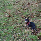 Balou tijdens een wandeling.