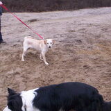 Foto van Bugs      **Taz**
