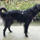Foto van Pyrenee