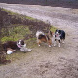 Foto van Bugs      **Taz**
