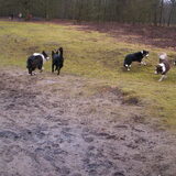Foto van Bugs      **Taz**