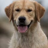 Foto van Suus