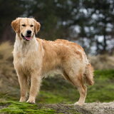 Foto van Suus