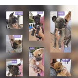 Alle pups toen ze 3,5 maanden oud waren