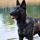 Foto van Dutchshepherdteam