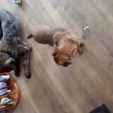 Foto van kimberley