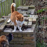 Loca met kat lucky.