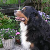 Alweer 9 jaar geleden, maar denk nog steeds aan je lieve Ayla!