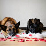 Foto van Dutchshepherdteam
