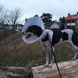Foto van Ellen, vrouwtje van Noortje