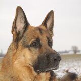 Foto van Inge & Danger