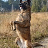 Foto van Dutchshepherdteam