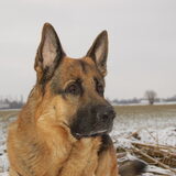 Foto van Inge & Danger