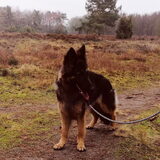 Luna, langharige Duitse herder x Groenendaeler.