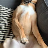 Lucy - TV kijken