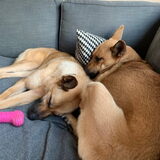 Lucy en Bunny