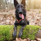 Foto van Dutchshepherdteam