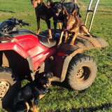 Foto van Dutchshepherdteam