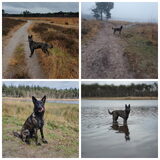Foto van Dutchshepherdteam