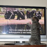Nemo aan het aapjes kijken.