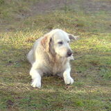 Foto van Lisa & doggs