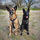 Foto van Dutchshepherdteam