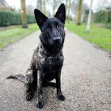 Foto van Dutchshepherdteam