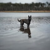 Foto van Dutchshepherdteam