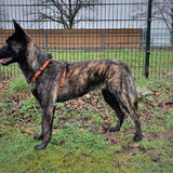 Foto van Dutchshepherdteam