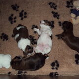 zo rustig liggen de puppy's te slapen hier zijn ze 16dagen oud