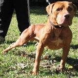 Gr Ch Machobuck rom DOY 2004