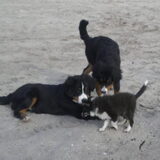 Deejay, Lloyd &&. Zyko. Hondjes van http://www.hondenpage.com/baasjes/10…