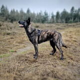 Foto van Dutchshepherdteam