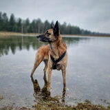 Foto van Dutchshepherdteam
