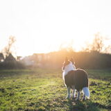 Foto van Bush dog