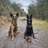 Foto van Dutchshepherdteam