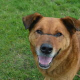 Foto van Sigrid, Sandy, Diva & Nala