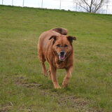 Foto van Sigrid, Sandy, Diva & Nala