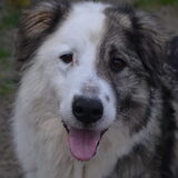 Foto van Sigrid, Sandy, Diva & Nala